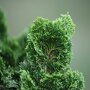 Chamaecyparis obtusa 'Nana Gracilis'